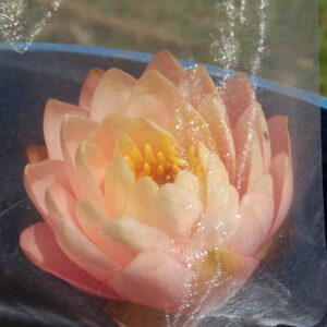 acheter nymphaea White Elvas for sale buy on line (3)