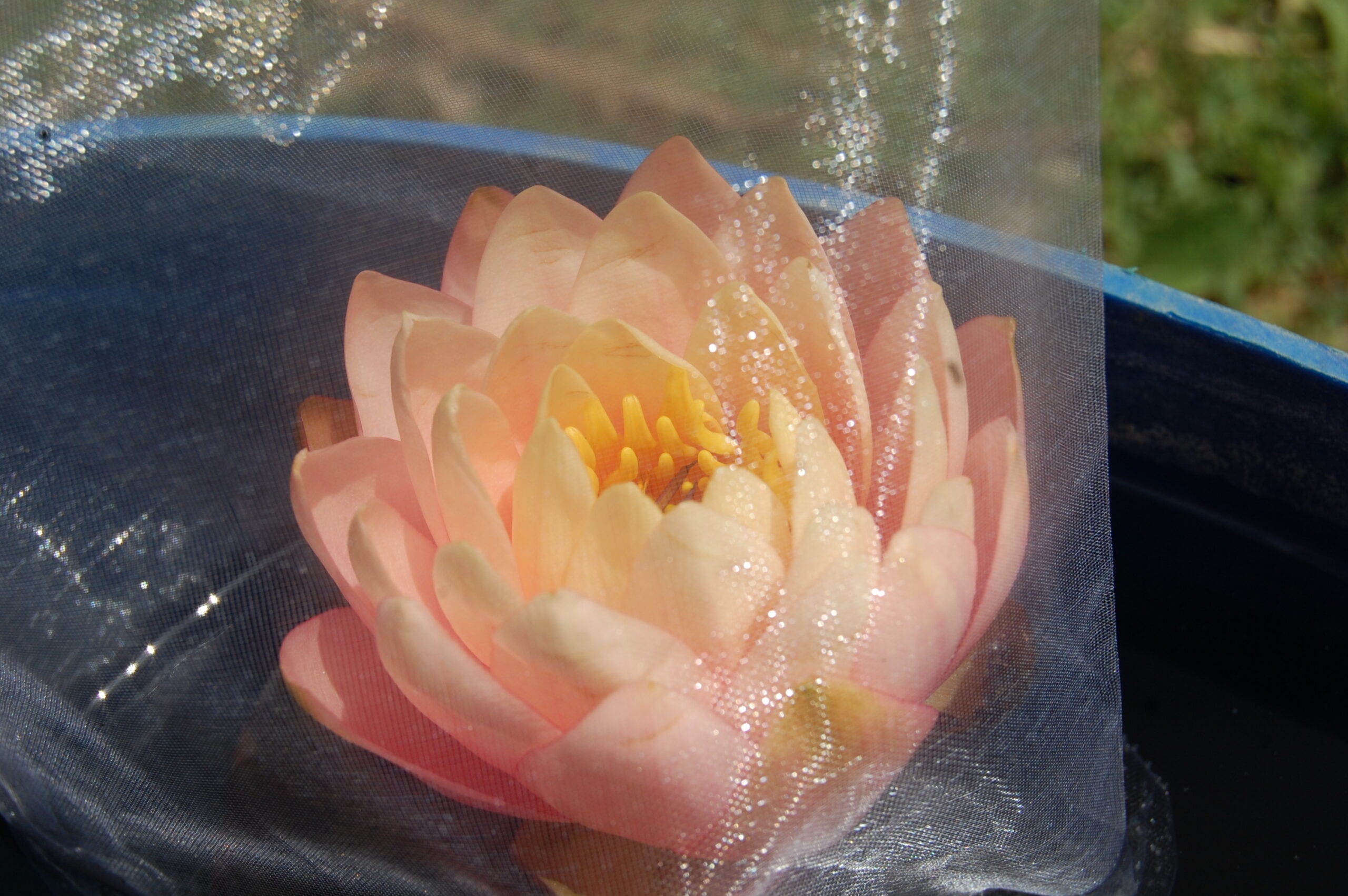 acheter nymphaea White Elvas for sale buy on line (3)