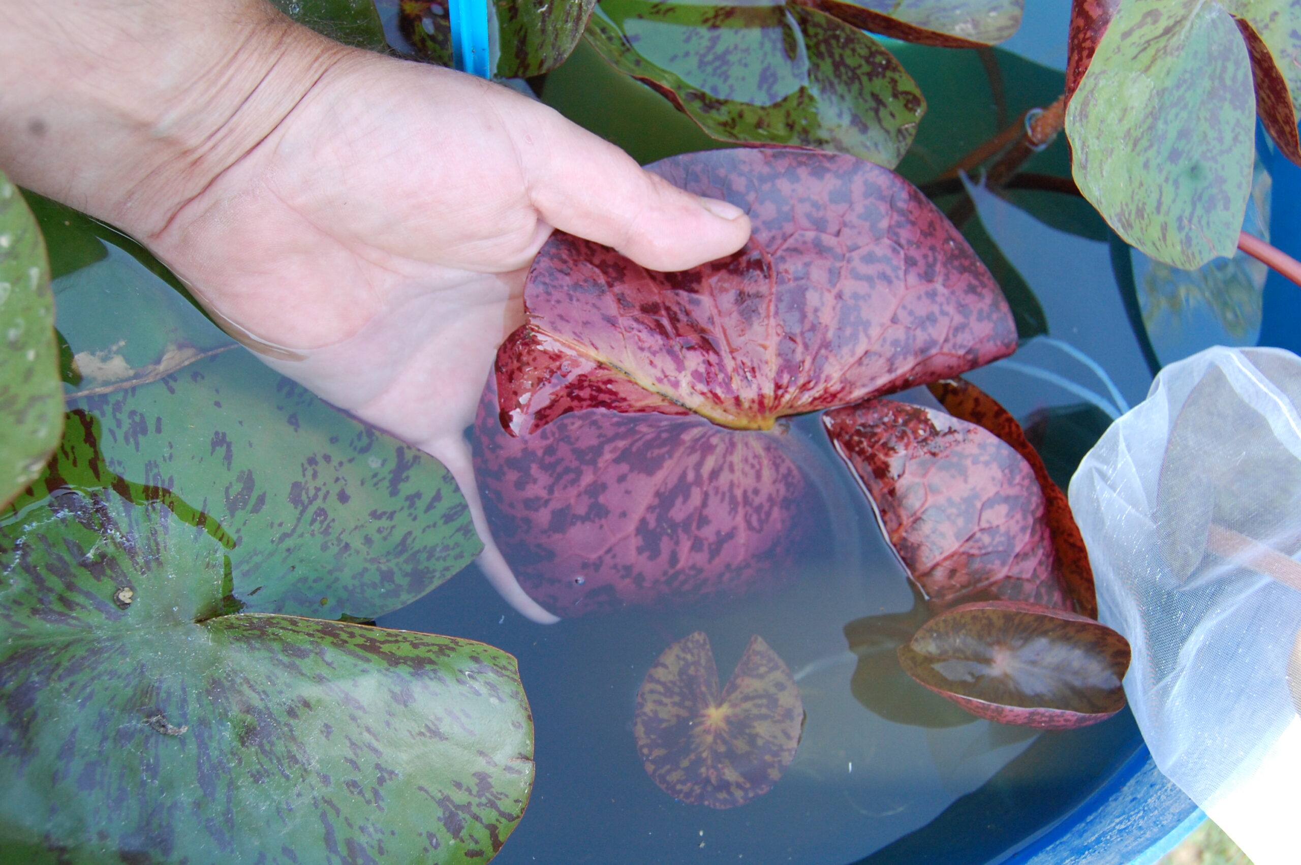 acheter nymphaea White Elvas for sale buy on line (5) Copie