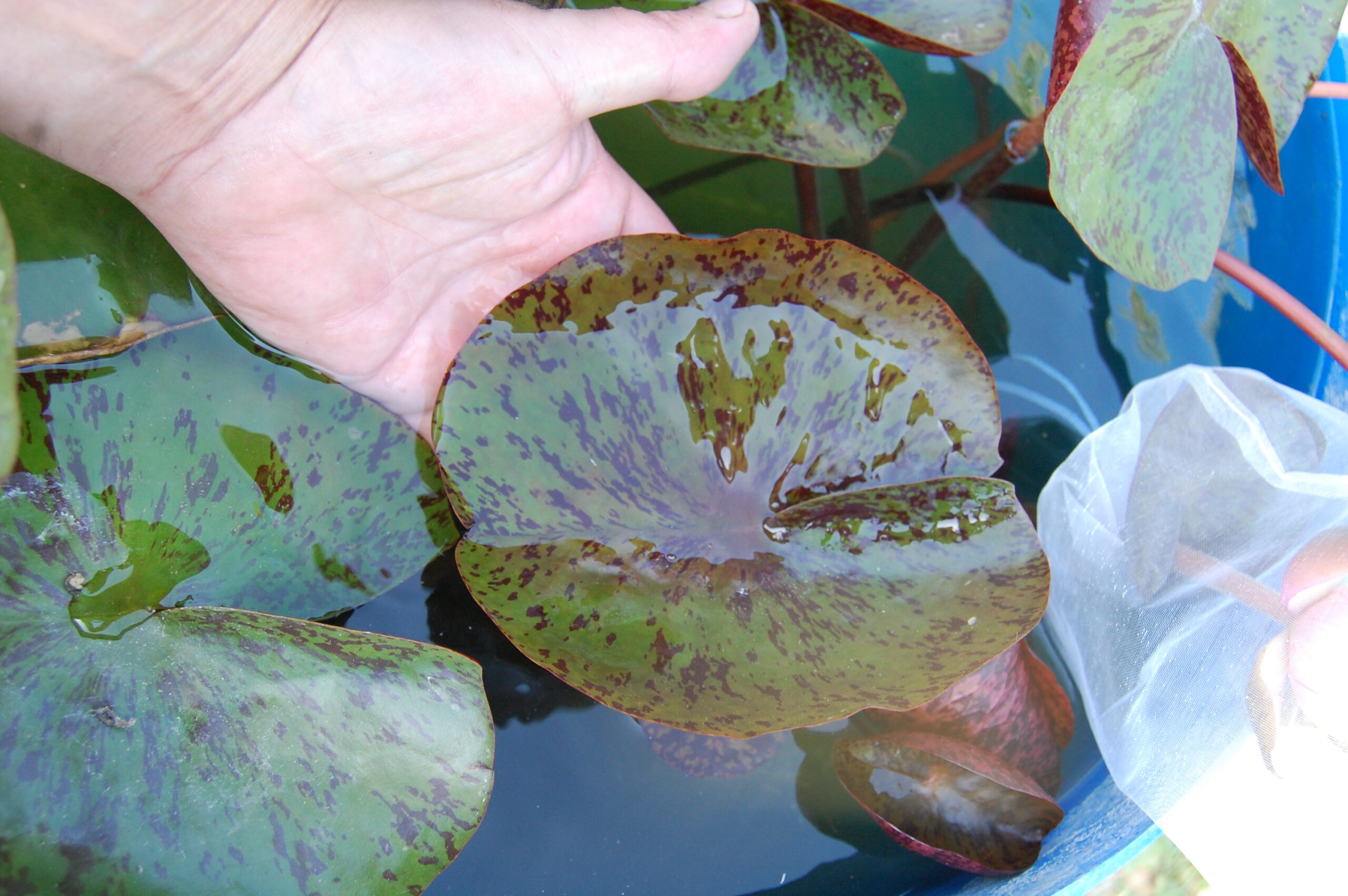 acheter nymphaea White Elvas for sale buy on line (6)