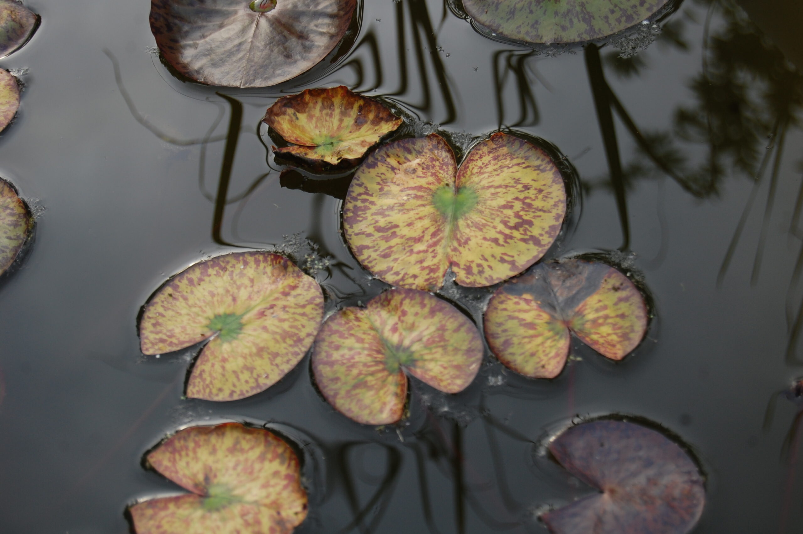 acheter nymphaea White Elvas for sale buy on line (8) Copie
