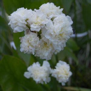 acheter sagittaria Flore Pleno for sale buy on line (2)