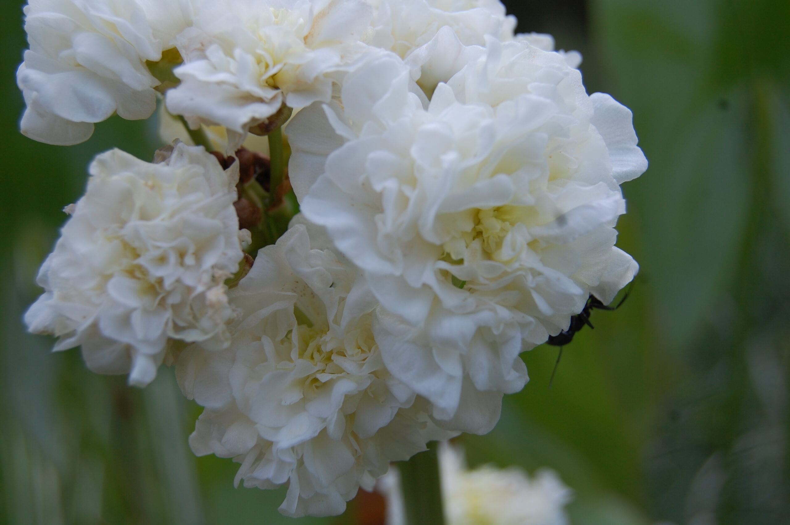 acheter sagittaria Flore Pleno for sale buy on line (4)