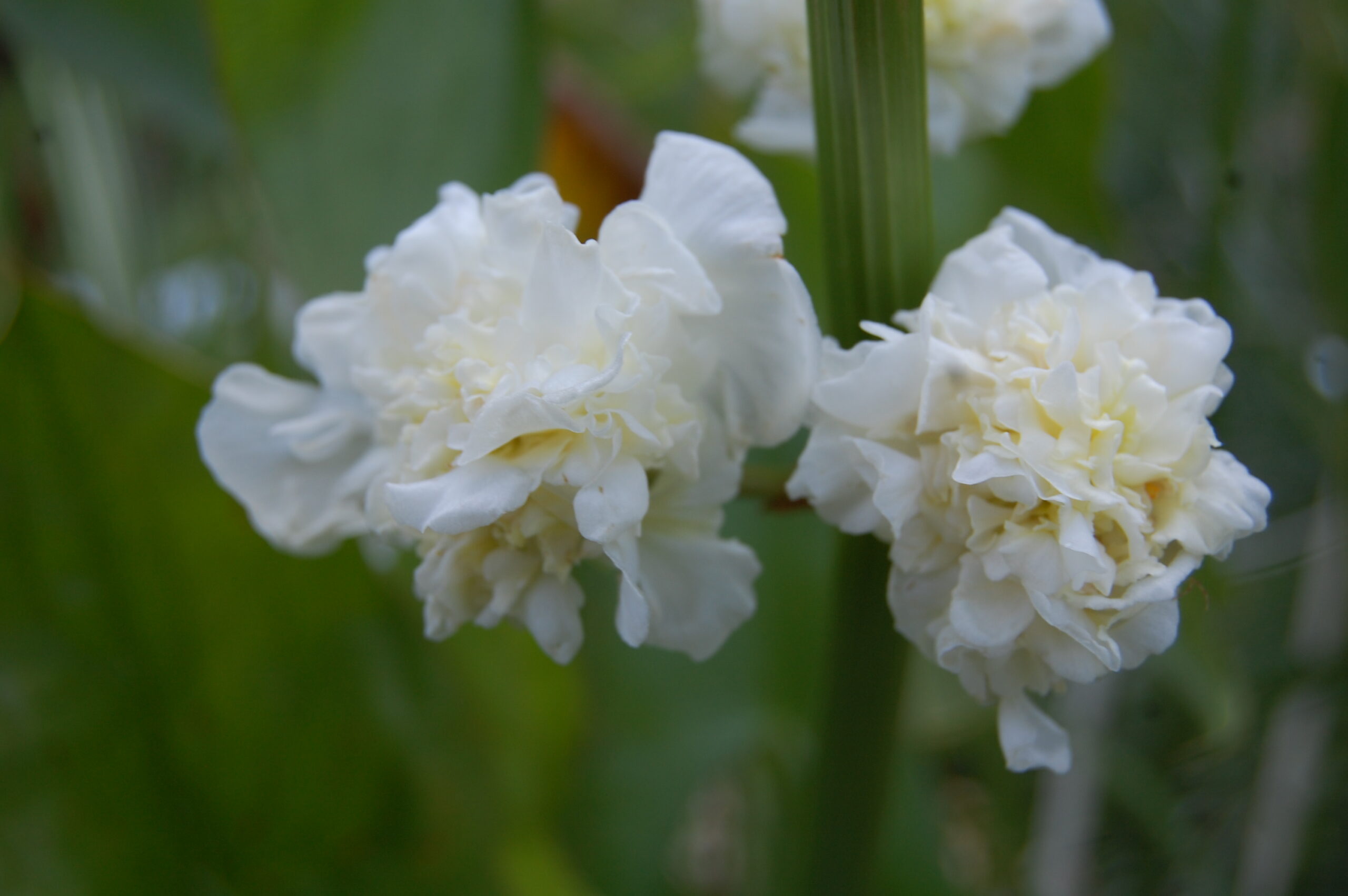 acheter sagittaria Flore Pleno for sale buy on line (5)