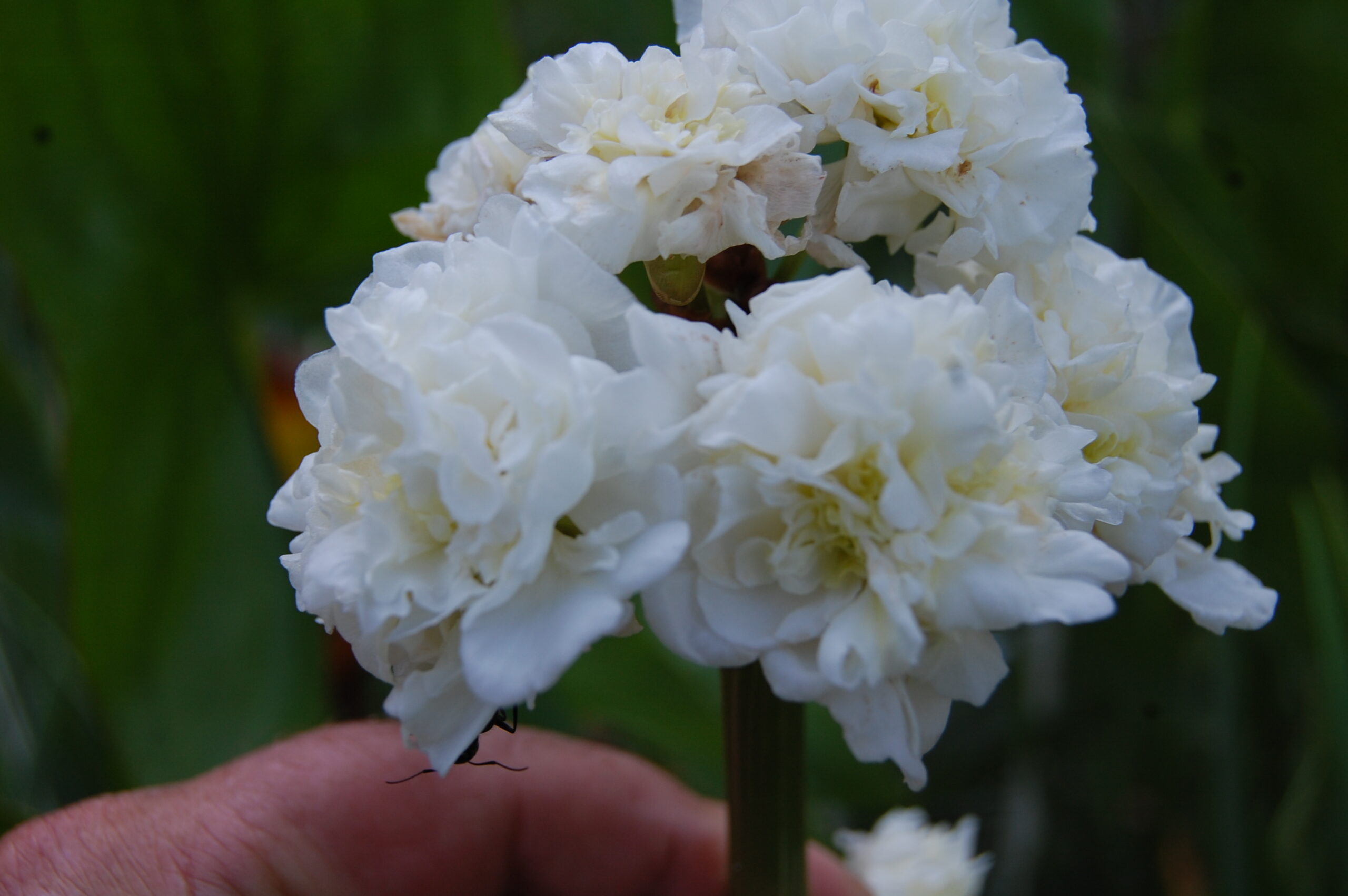 acheter sagittaria Flore Pleno for sale buy on line (9)