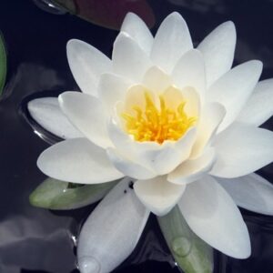 nymphaea odorata espece