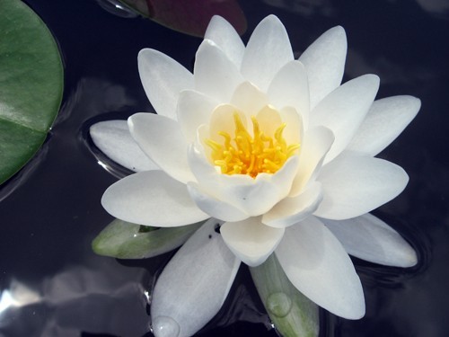 nymphaea odorata espece