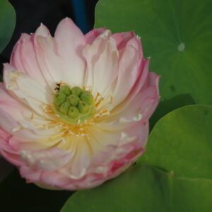 acheter Nelumbo Mankala Pathum (3)