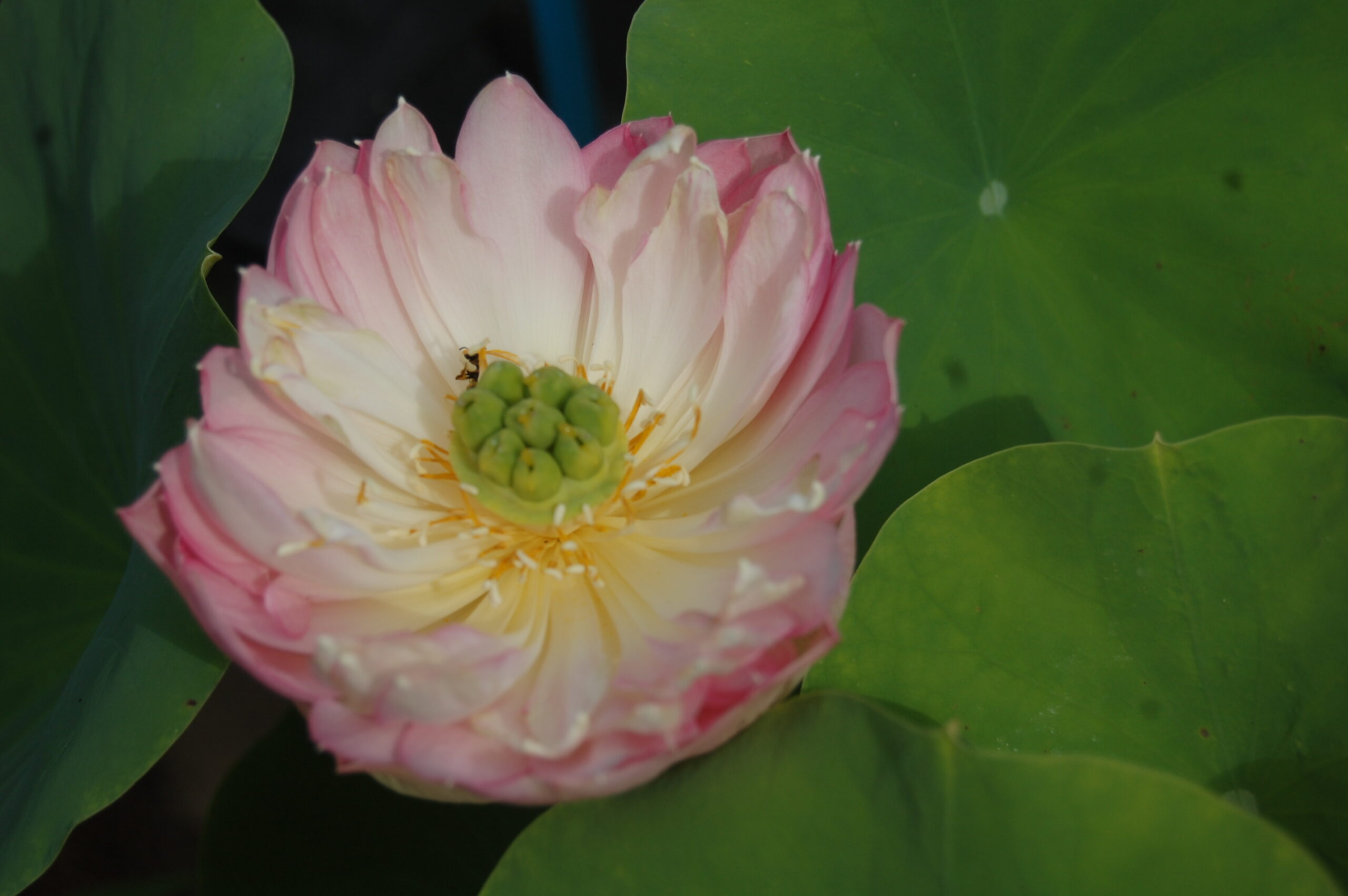 acheter Nelumbo Mankala Pathum (3)