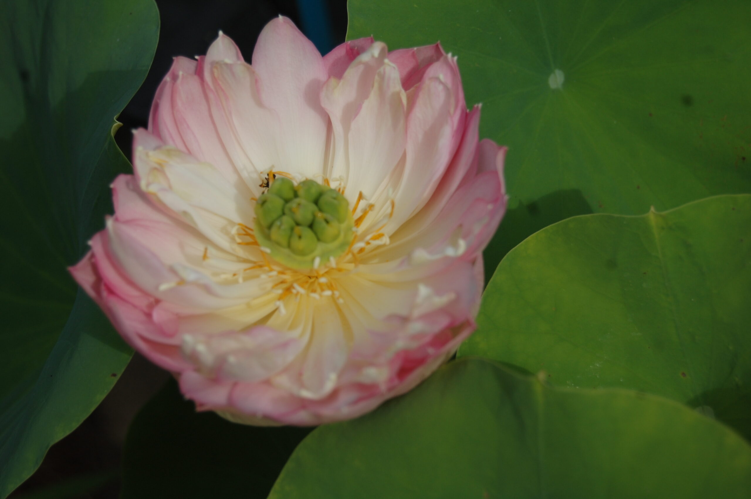 acheter Nelumbo Mankala Pathum (4)