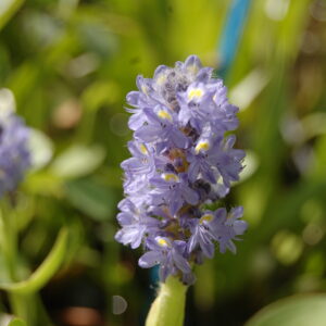 acheter Pontederia Cordata à feuilles rondes 'Carlos' (2)
