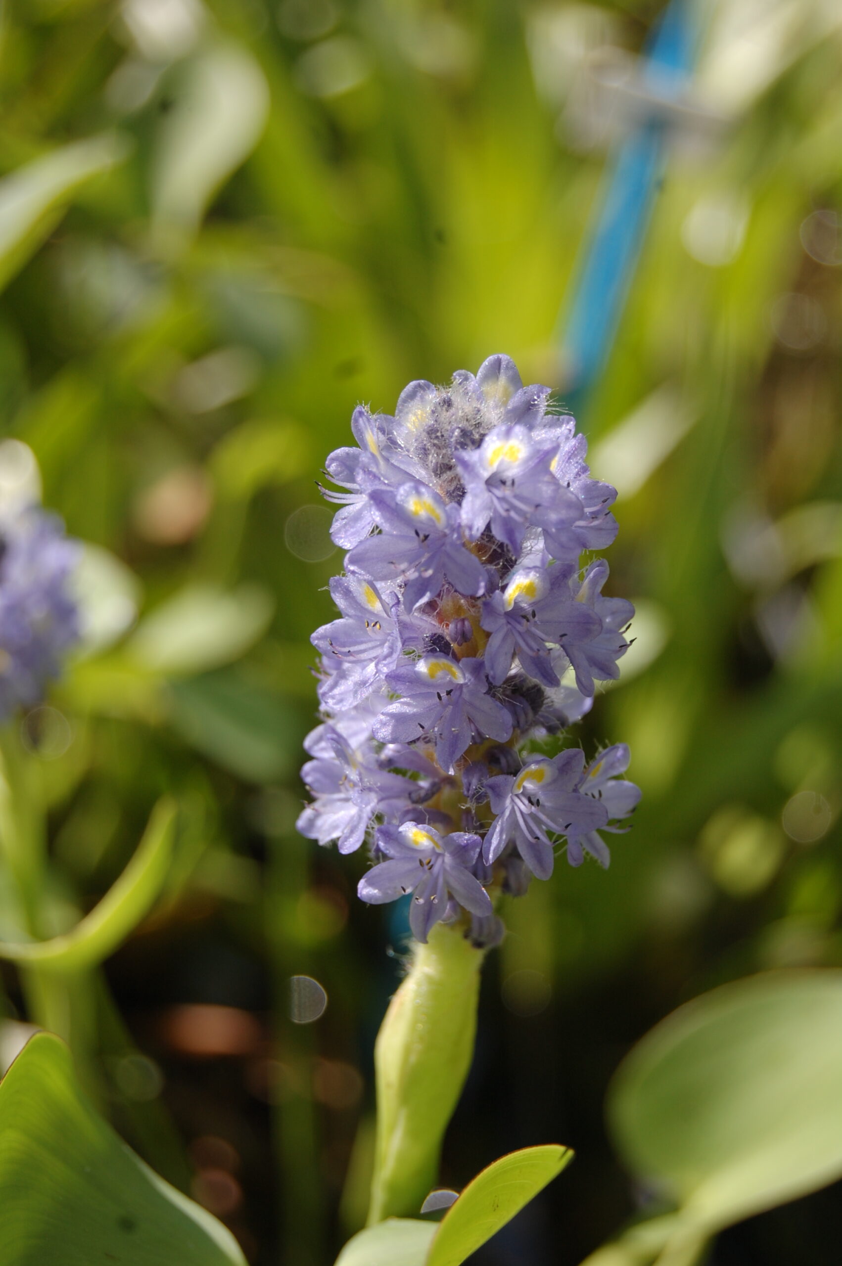 acheter Pontederia Cordata à feuilles rondes 'Carlos' (2)