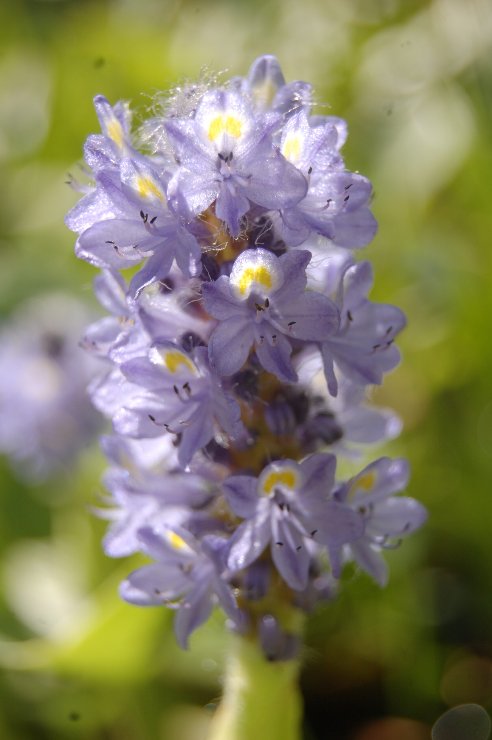 acheter Pontederia Cordata à feuilles rondes 'Carlos' (4)