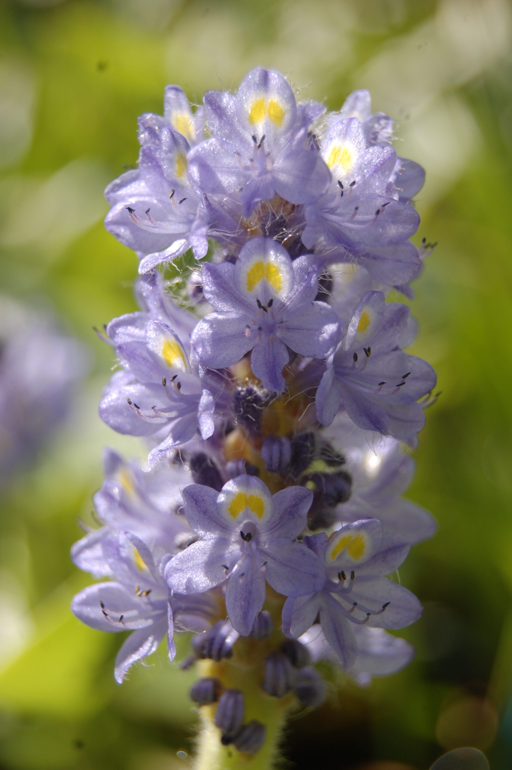 acheter Pontederia Cordata à feuilles rondes 'Carlos' (5)