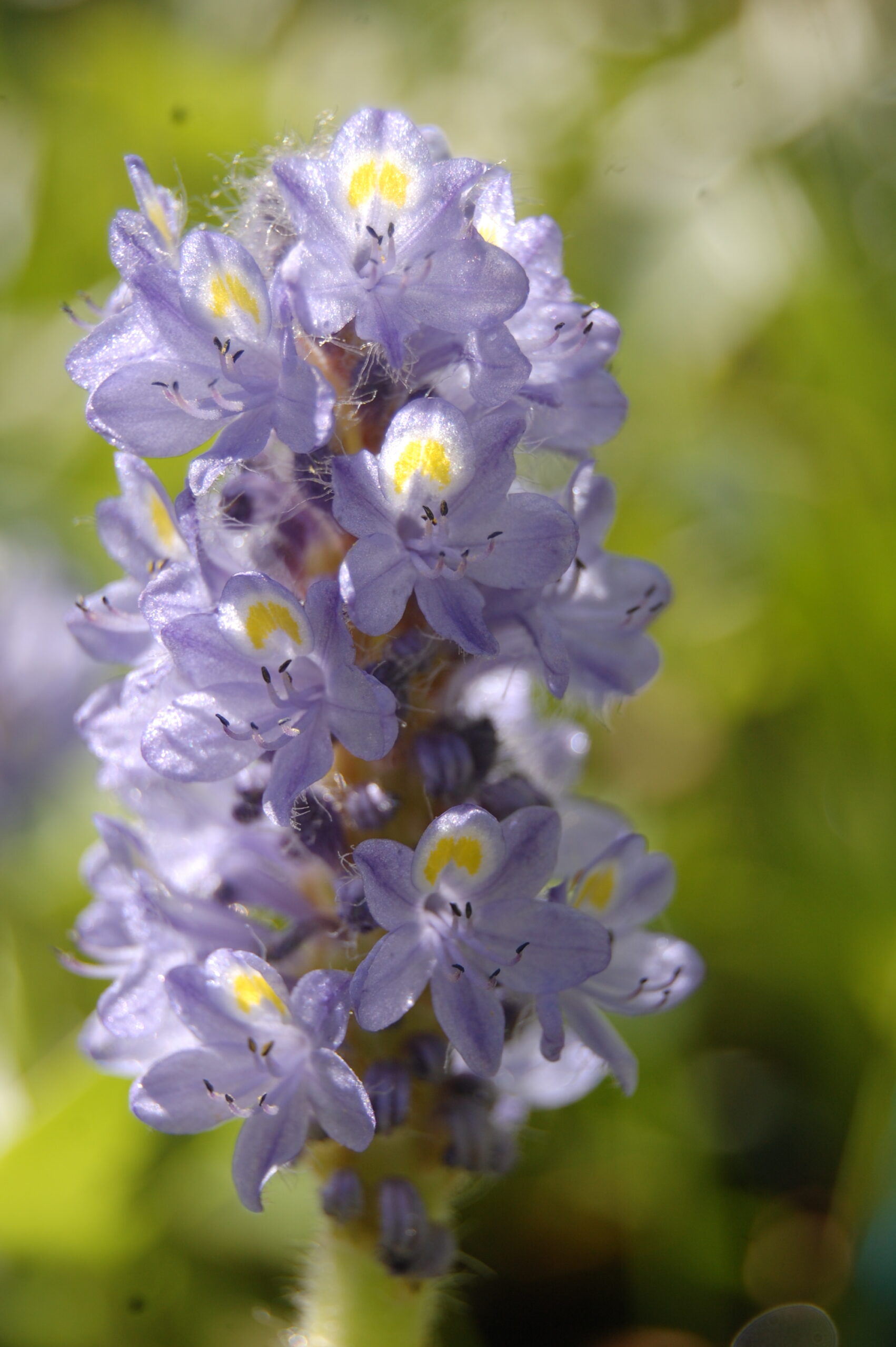 acheter Pontederia Cordata à feuilles rondes 'Carlos' (7)