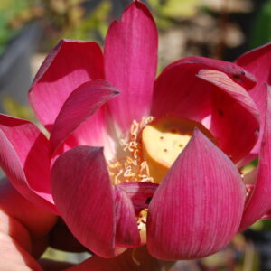 acheter nelumbo Chinese Red for sale buy on line (12)