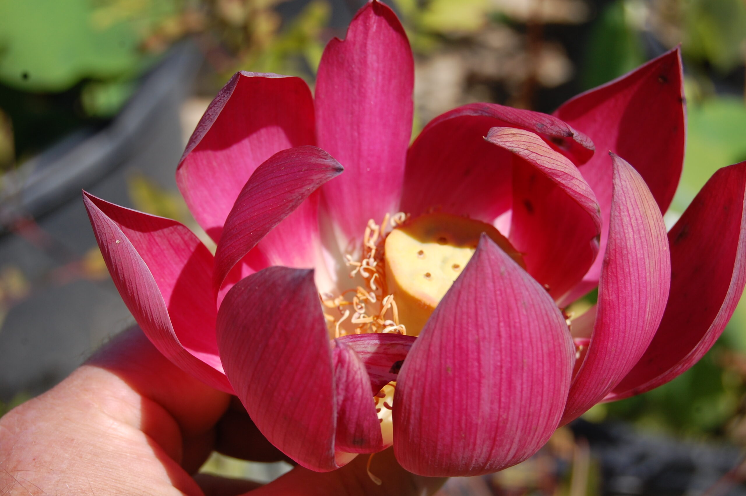 acheter nelumbo Chinese Red for sale buy on line (12)