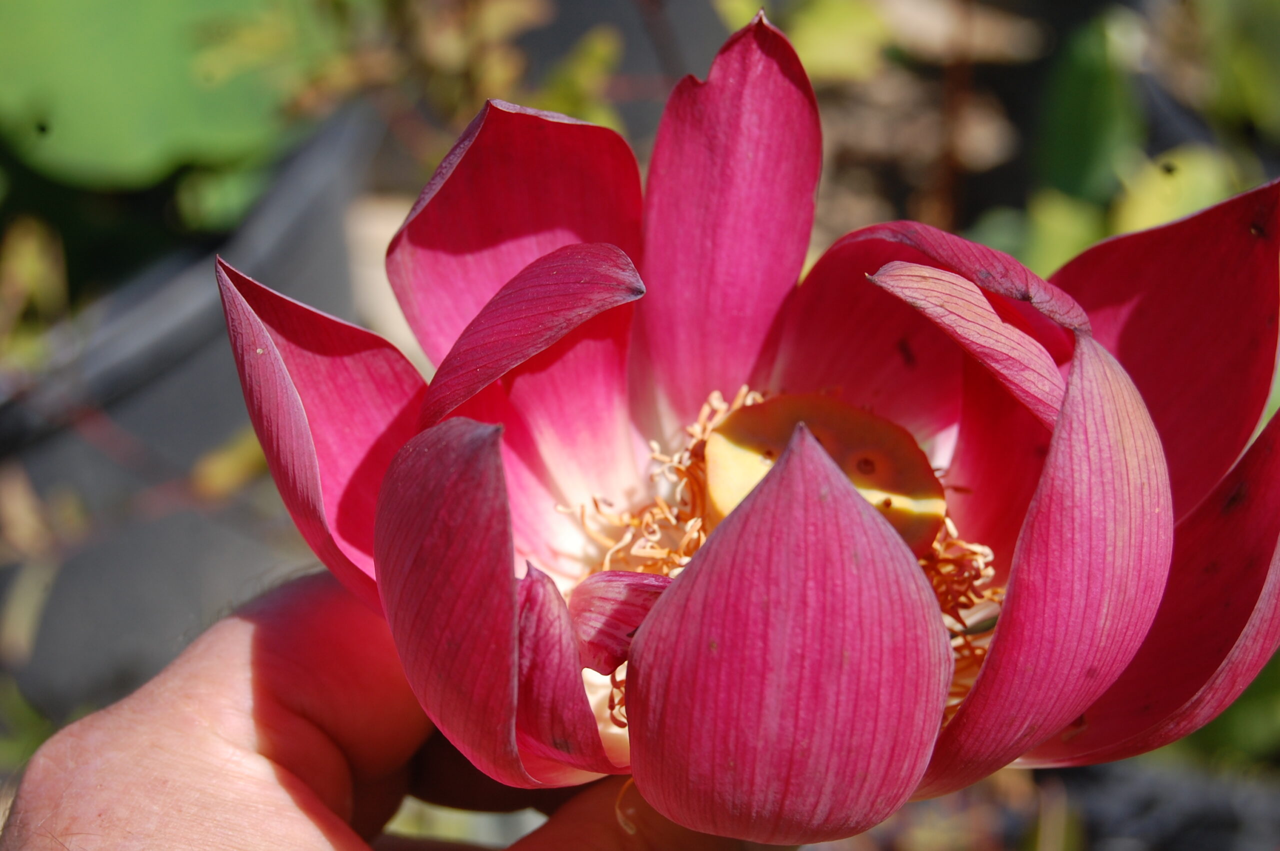 acheter nelumbo Chinese Red for sale buy on line (13)