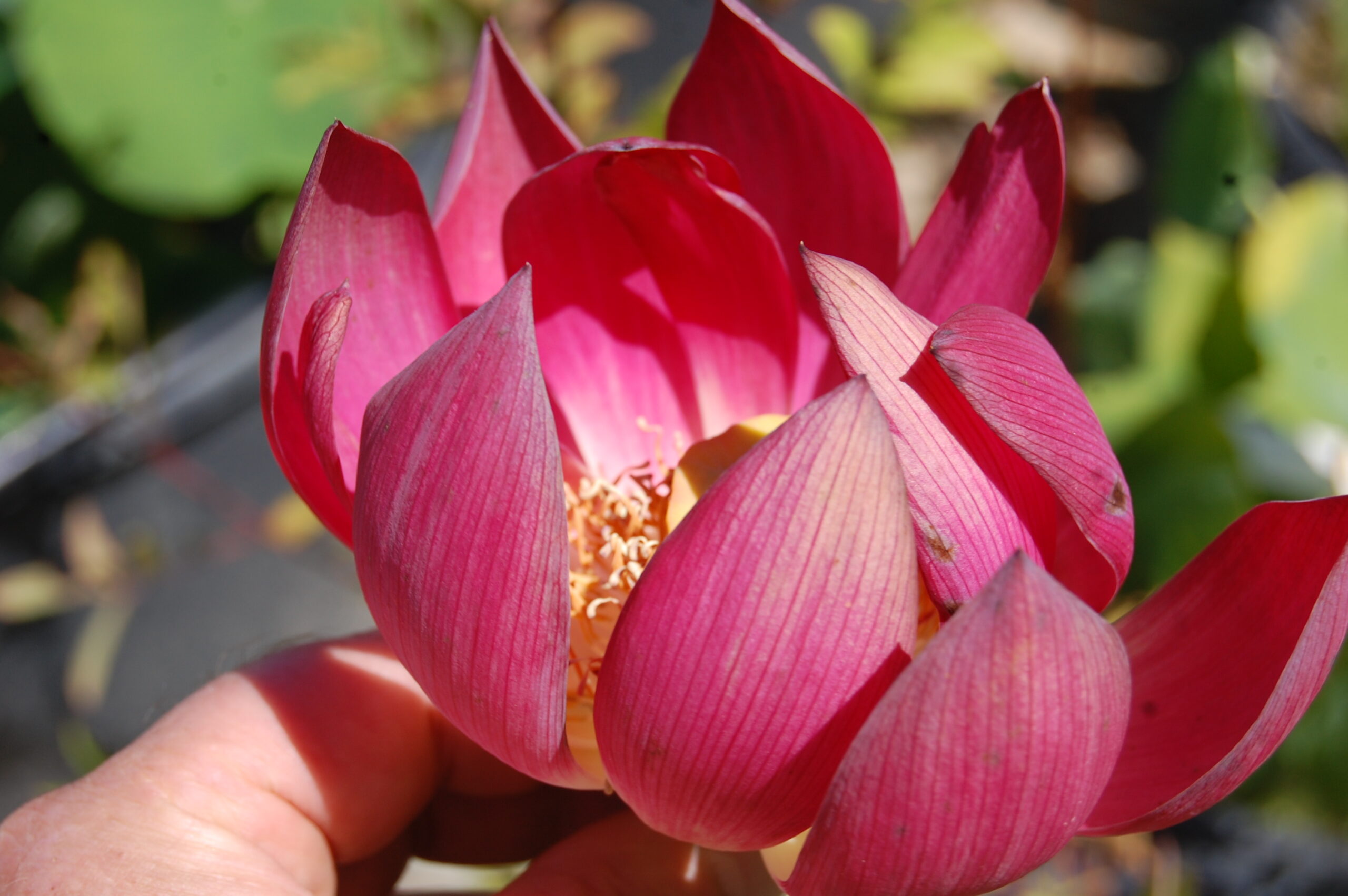 acheter nelumbo Chinese Red for sale buy on line (15)