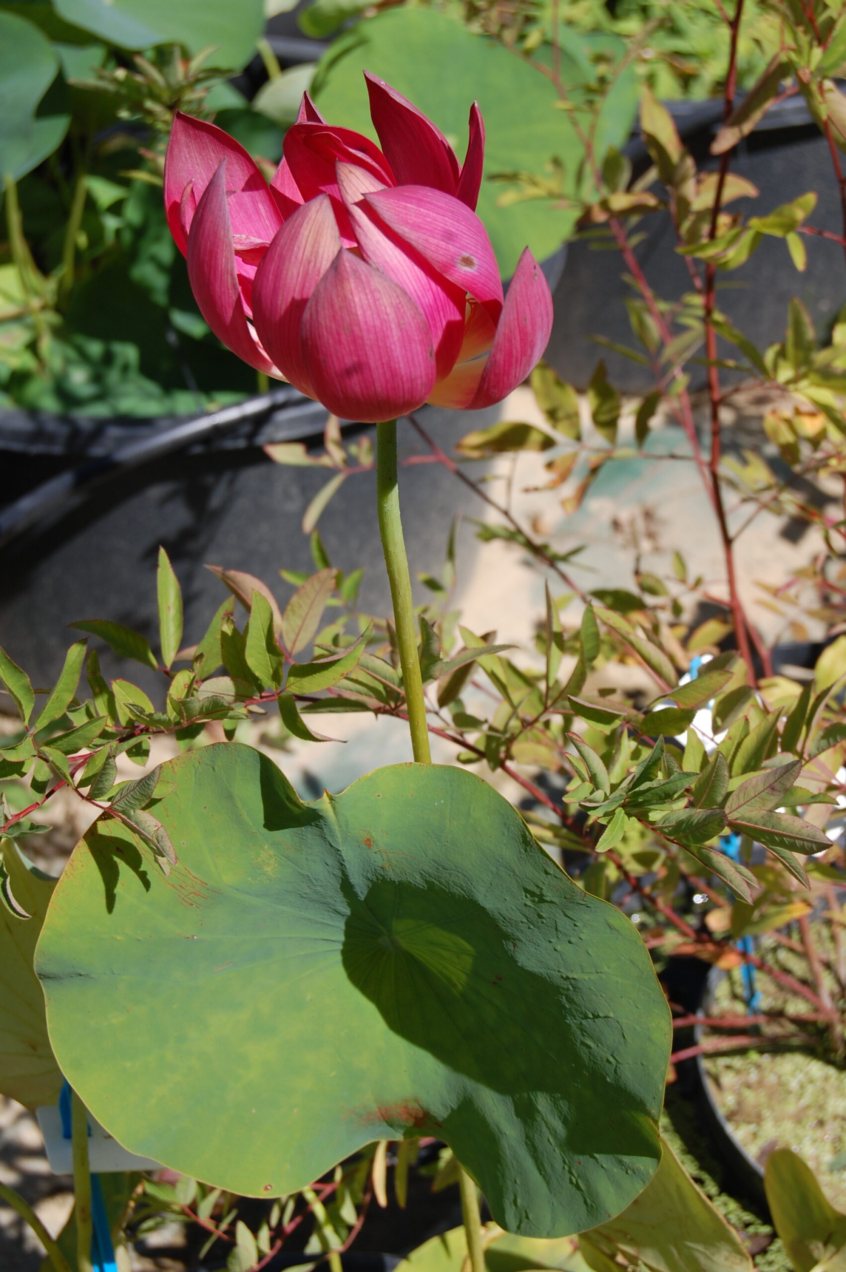 acheter nelumbo Chinese Red for sale buy on line (16)