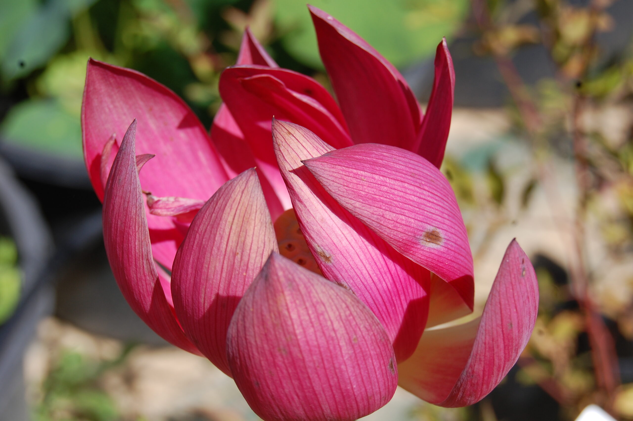 acheter nelumbo Chinese Red for sale buy on line (17)