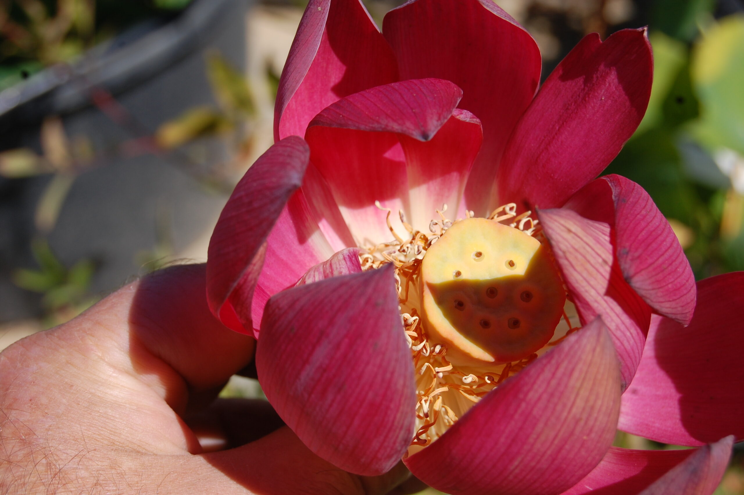 acheter nelumbo Chinese Red for sale buy on line (18)