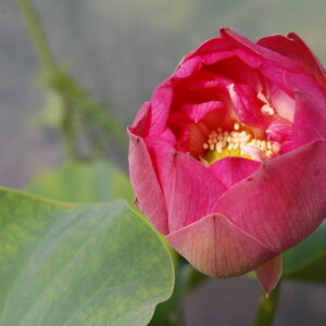 acheter nelumbo Elite Red for sale buy on line (1)