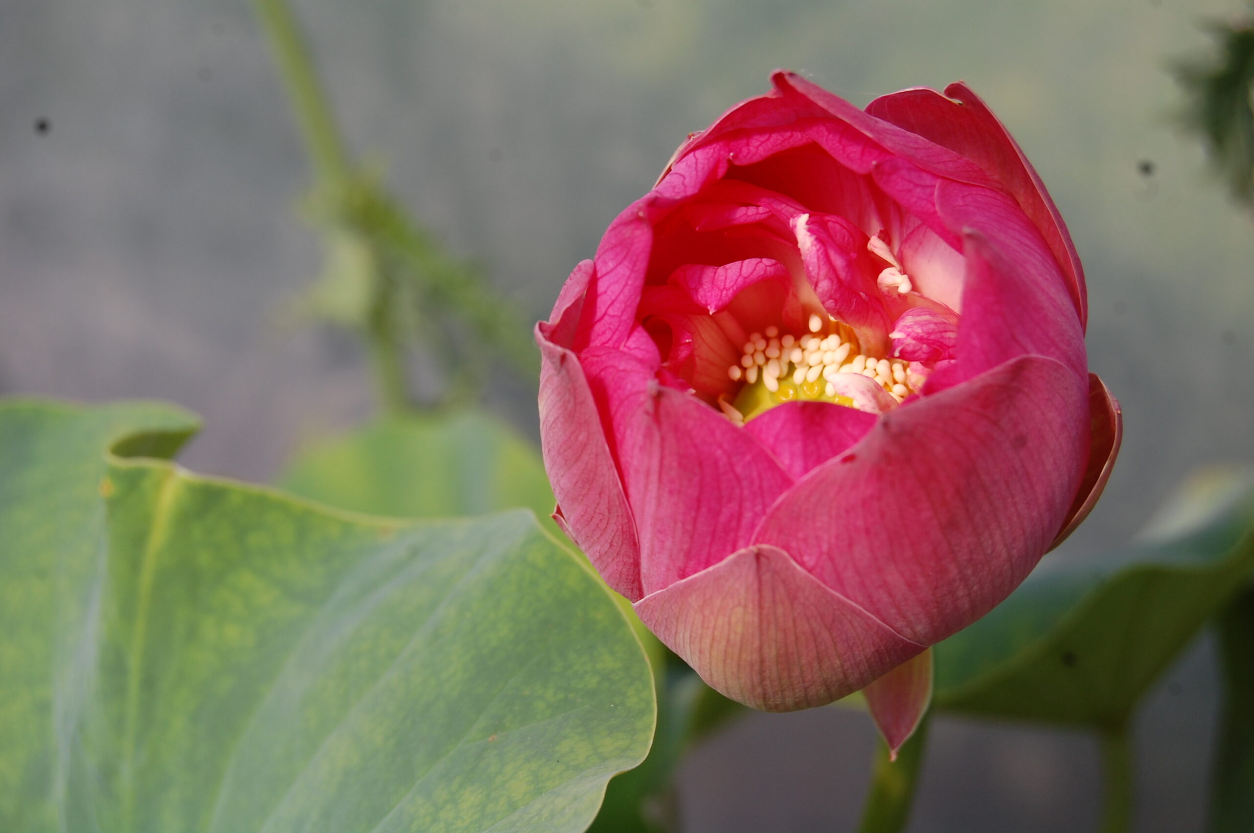 acheter nelumbo Elite Red for sale buy on line (1)