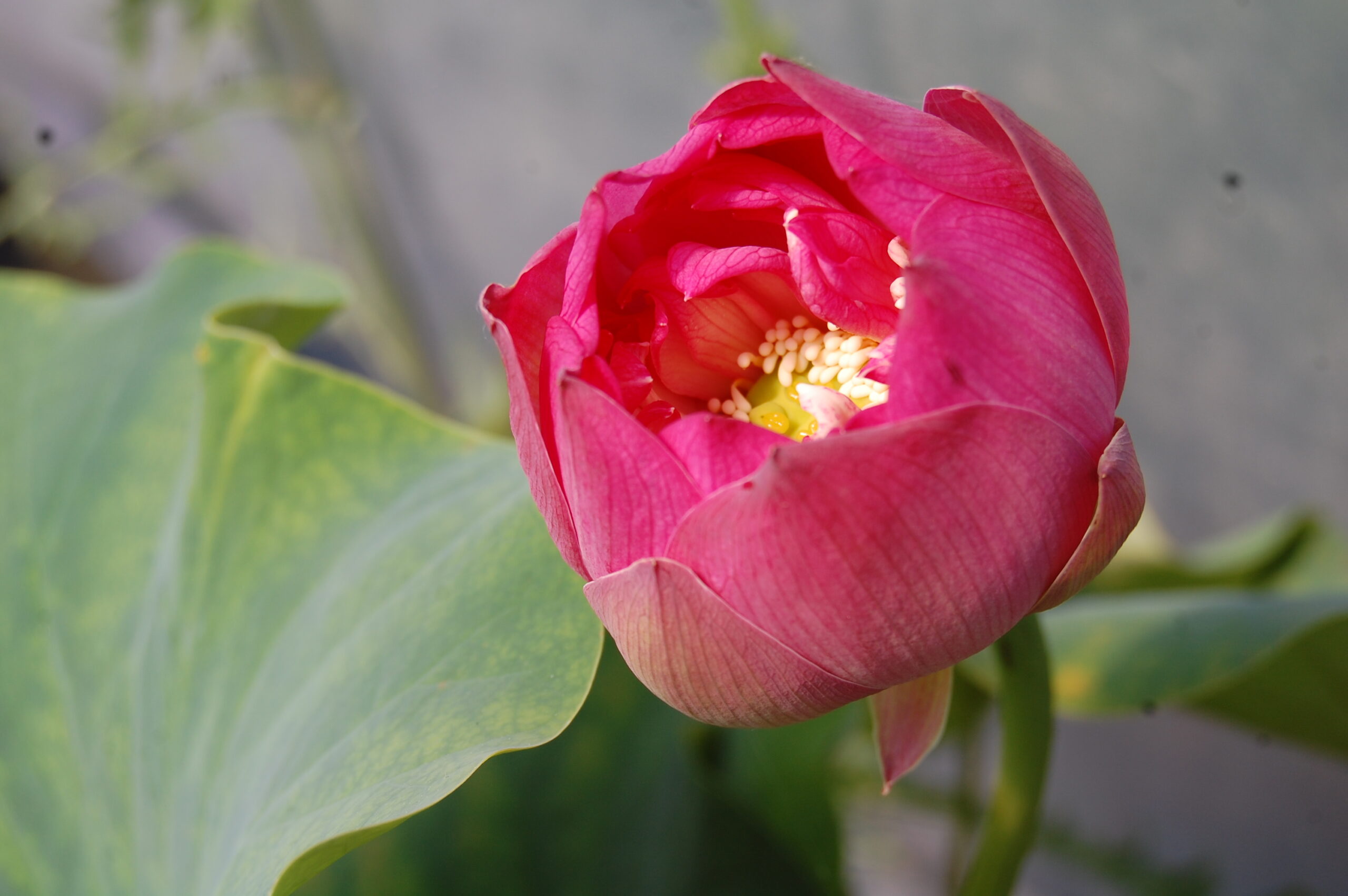 acheter nelumbo Elite Red for sale buy on line (3)