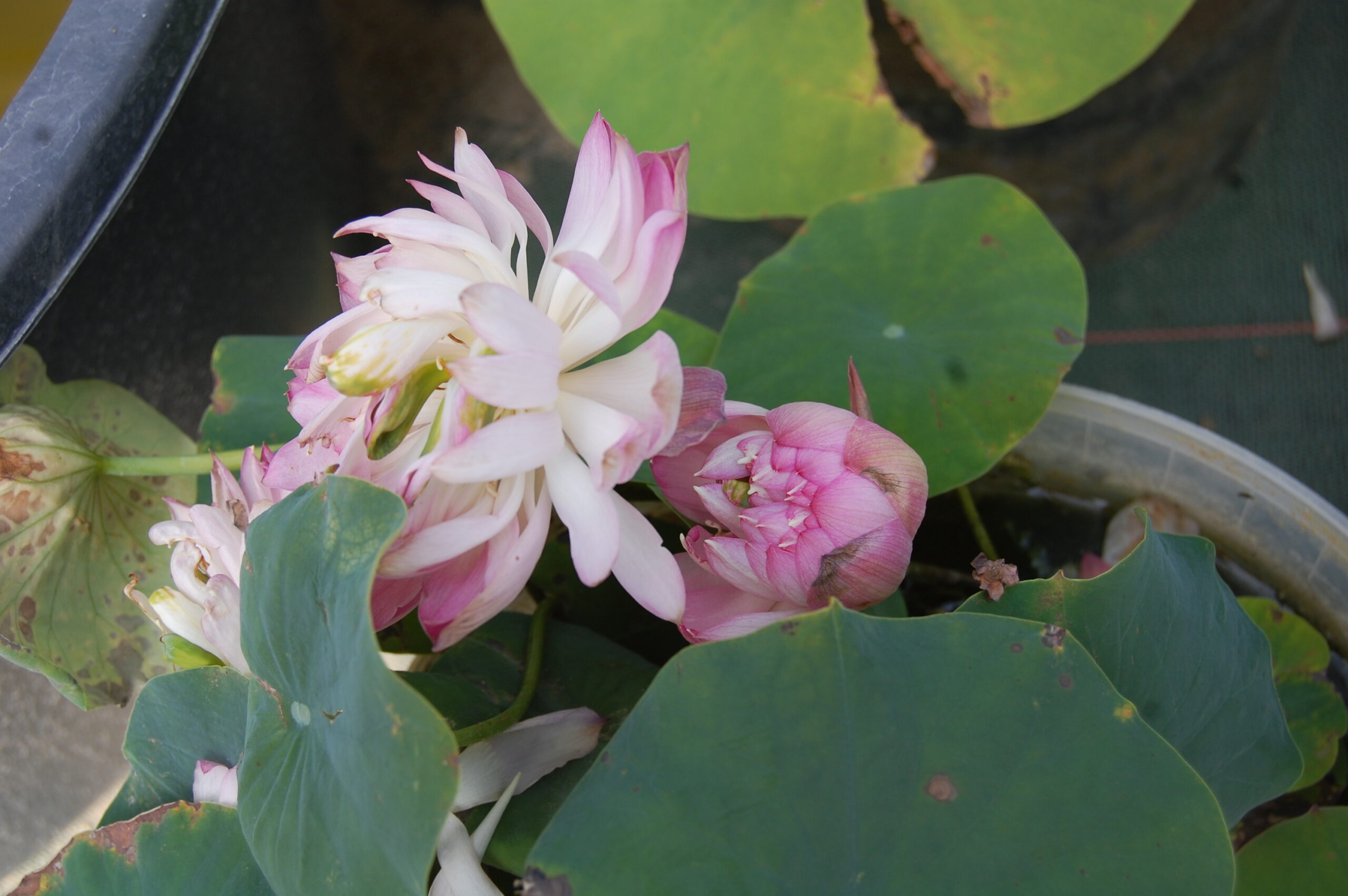 acheter nelumbo Peach White Raindrop for sale buy on line (1)