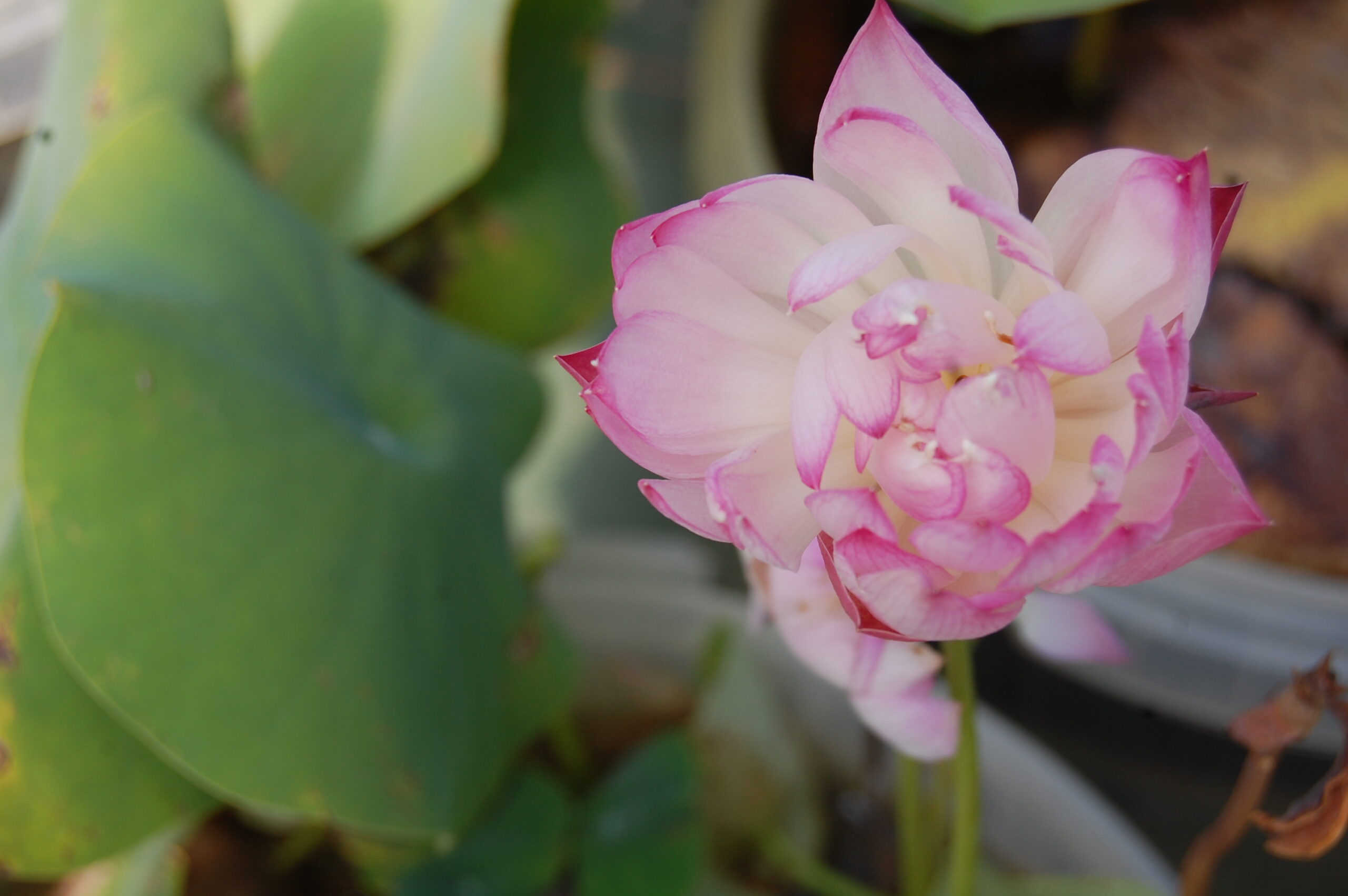 acheter nelumbo Peach White Raindrop for sale buy on line (2)