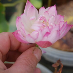 acheter nelumbo Peach White Raindrop for sale buy on line (3)