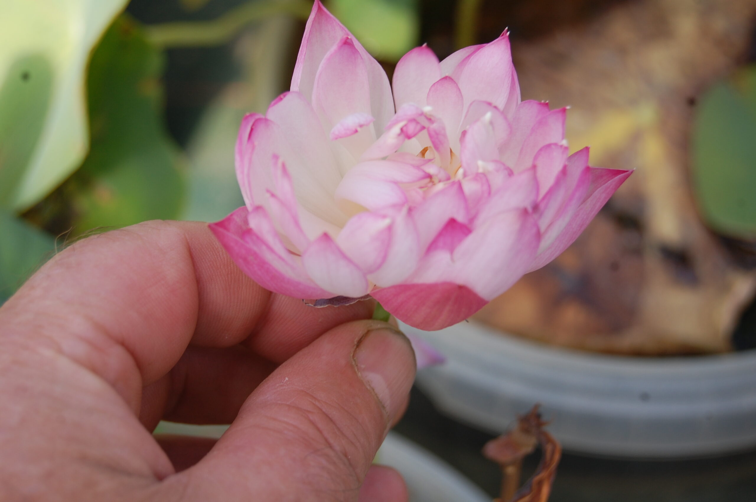 acheter nelumbo Peach White Raindrop for sale buy on line (3)
