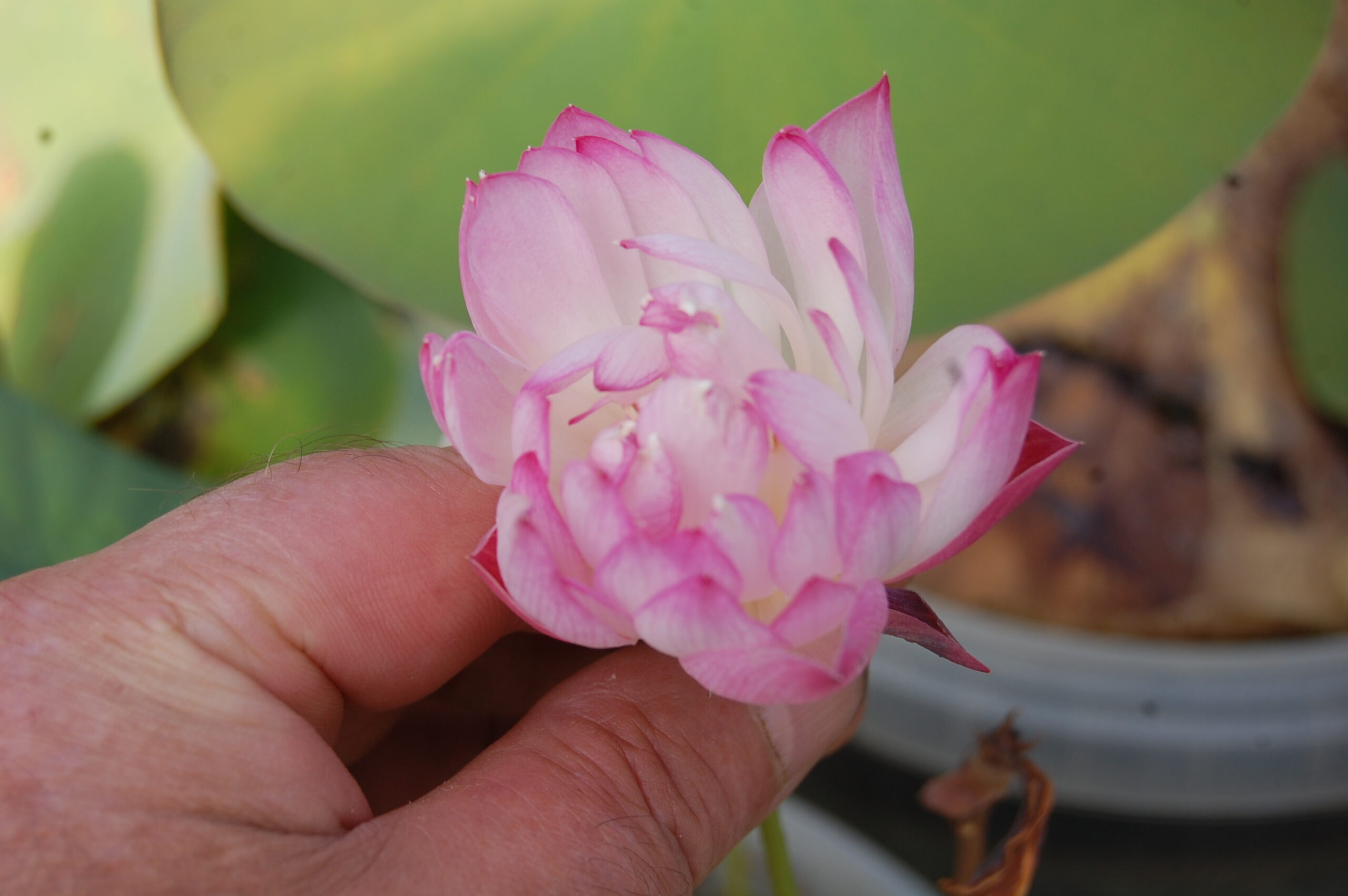 acheter nelumbo Peach White Raindrop for sale buy on line (4)