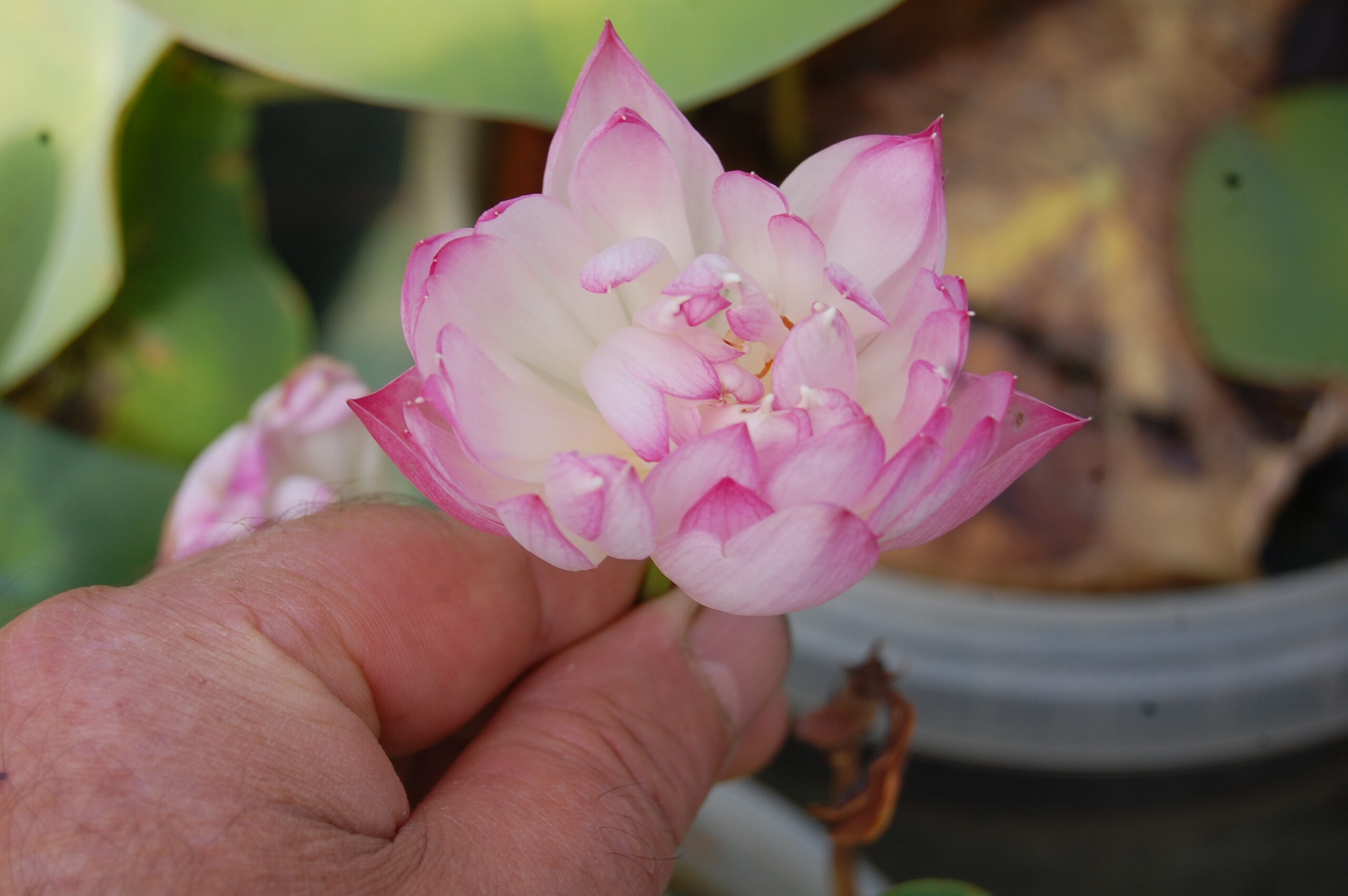 acheter nelumbo Peach White Raindrop for sale buy on line (5)