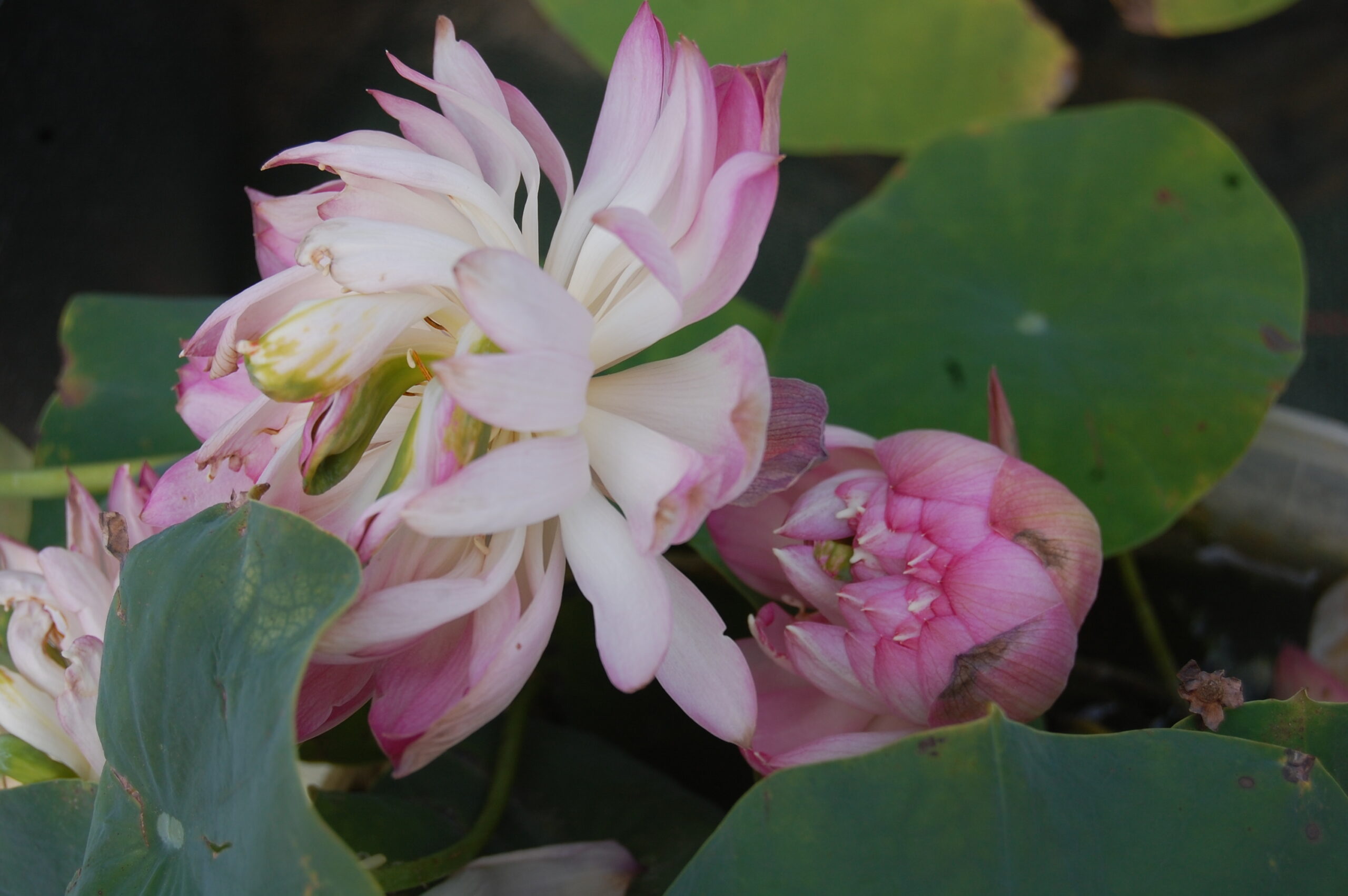 acheter nelumbo Peach White Raindrop for sale buy on line (6)