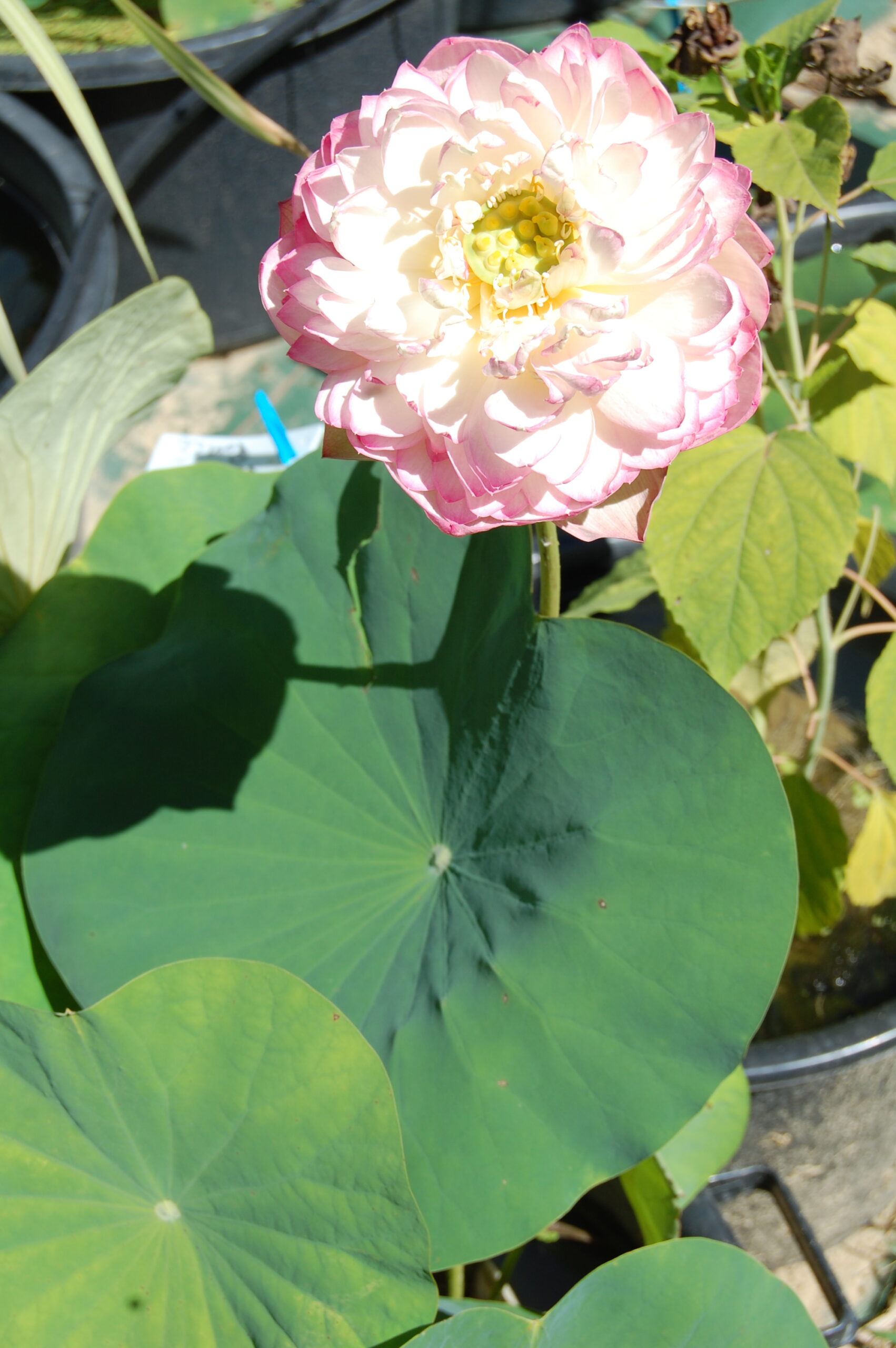 acheter nelumbo Rose Elegance for sale buy on line (19)