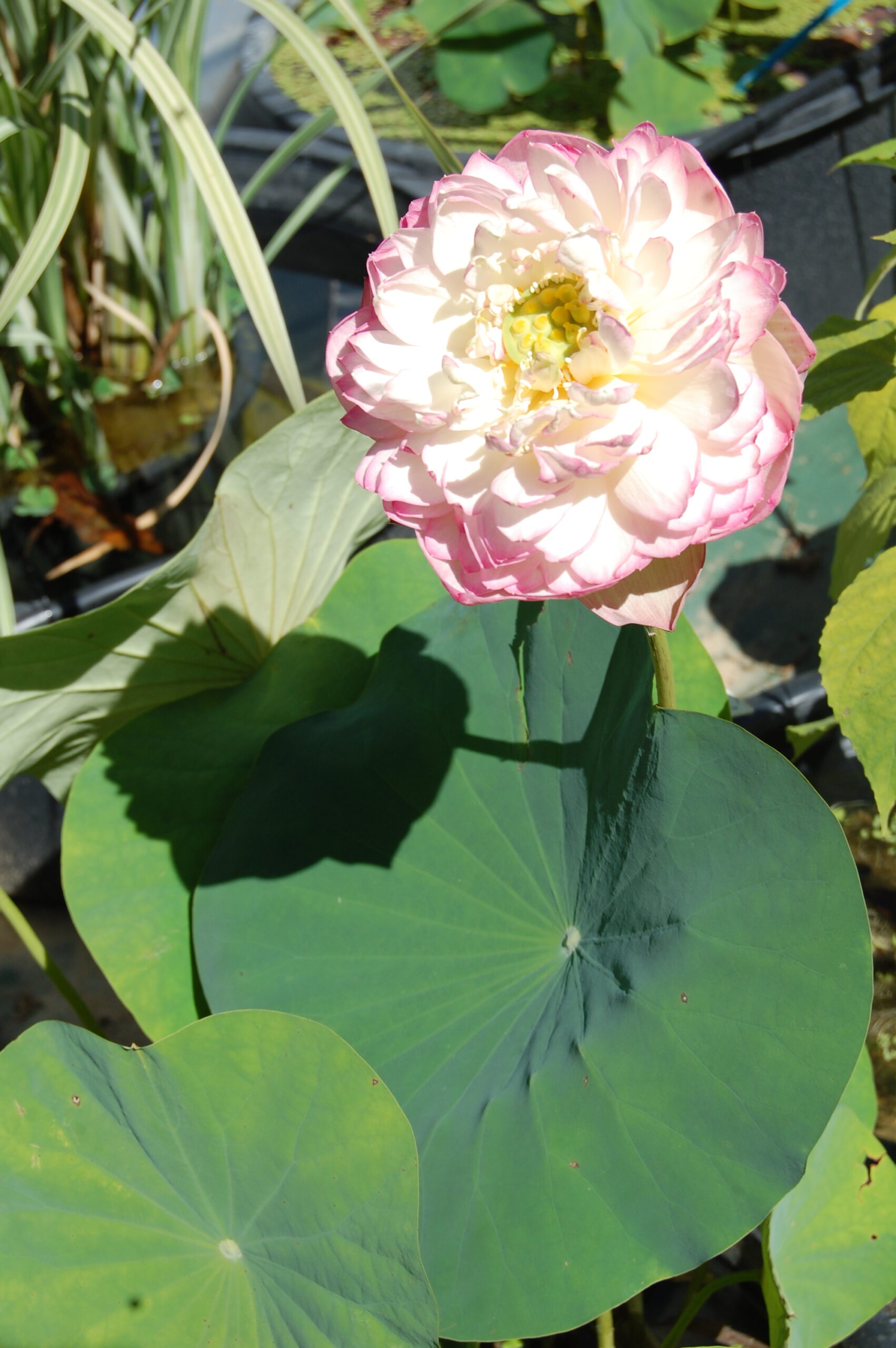 acheter nelumbo Rose Elegance for sale buy on line (21)