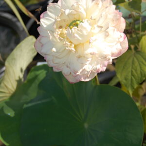 acheter nelumbo Rose Elegance for sale buy on line (31)