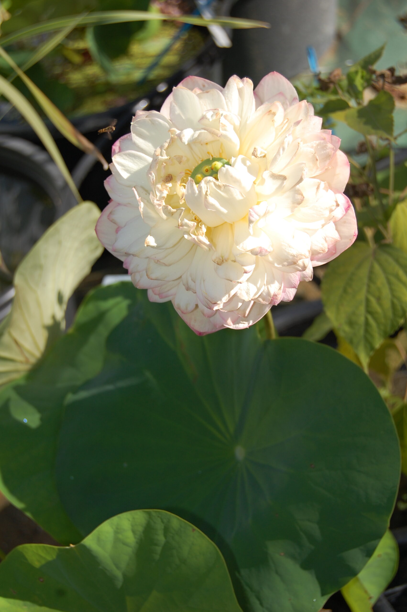 acheter nelumbo Rose Elegance for sale buy on line (31)