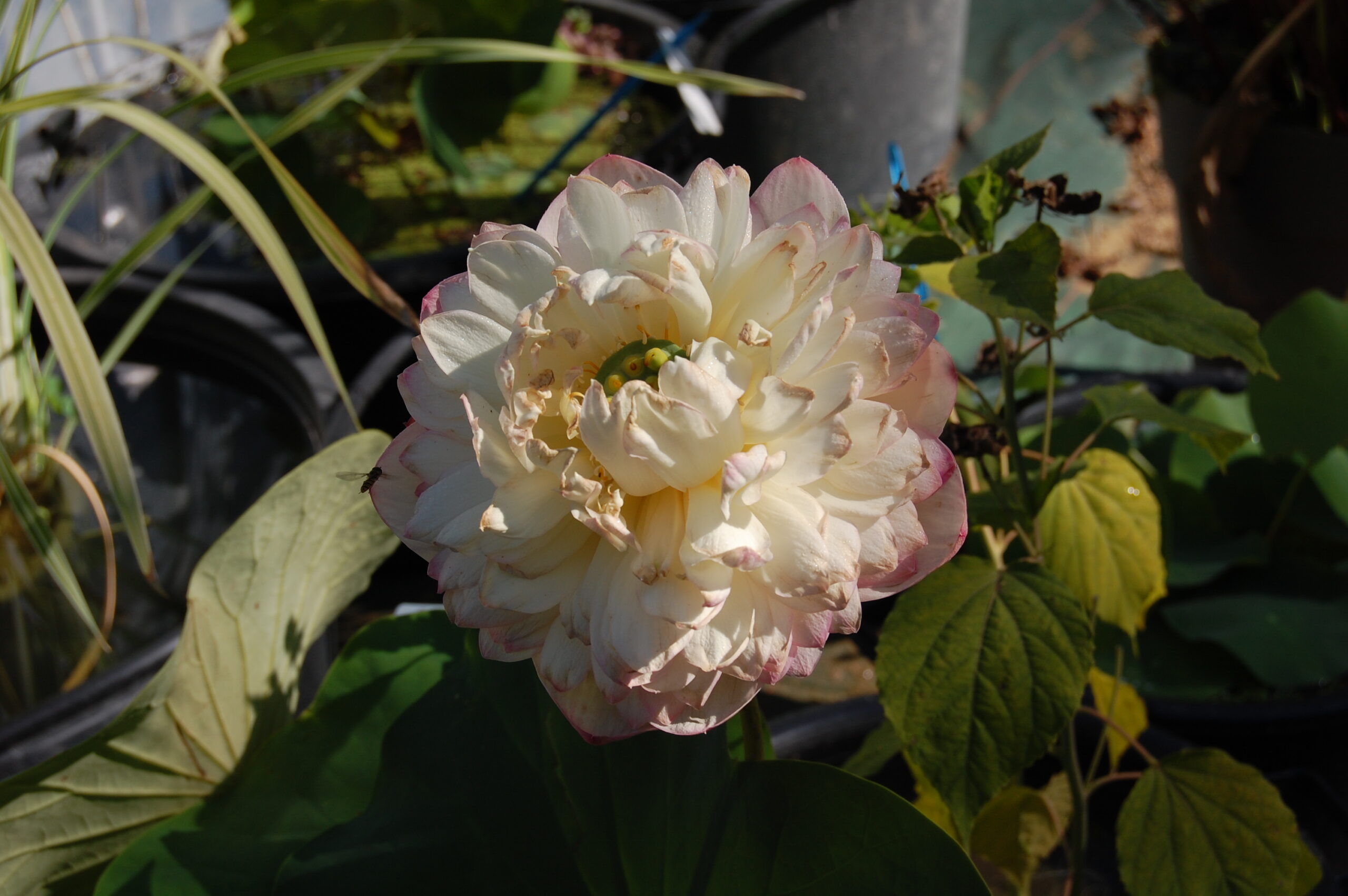 acheter nelumbo Rose Elegance for sale buy on line (33)