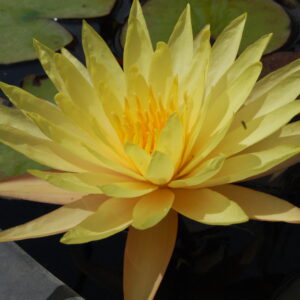 acheter nymphaea Pinwaree for sale buy on line (22)